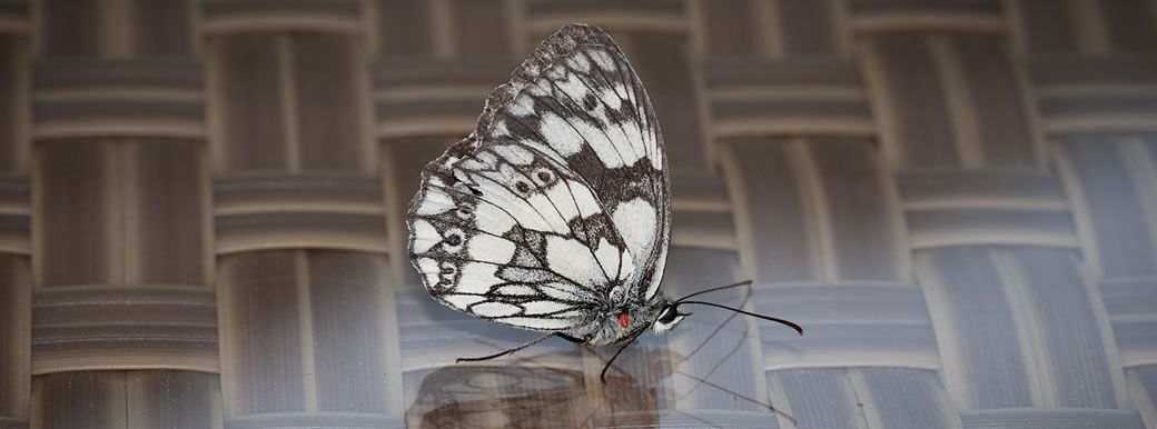 reflection butterfly