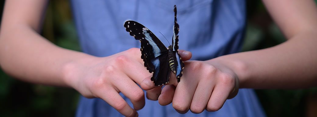 The Origins of I.Q. Europa