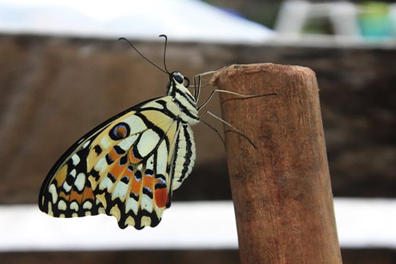 Test Plan Preparation